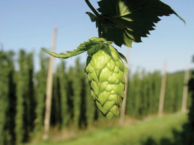 Hip, Hop Cider