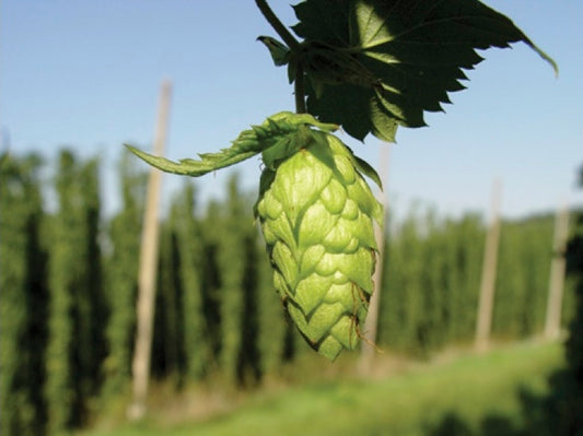 Hip, Hop Cider