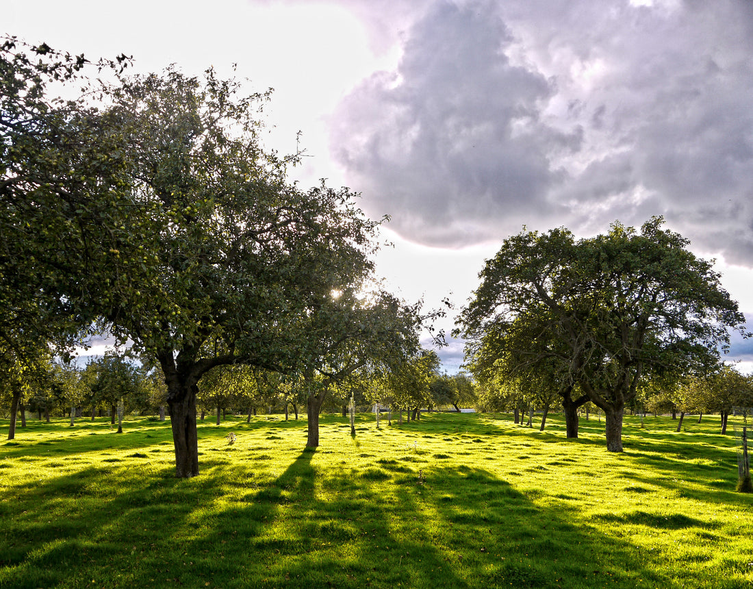 World Apple Day