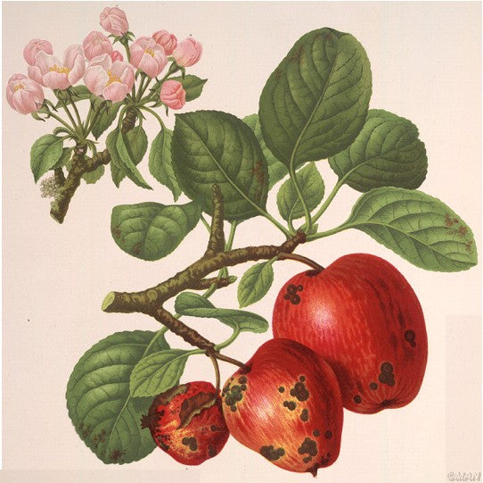 Cider Apple A - Z