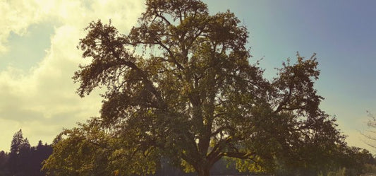 In Praise of Perry Pears